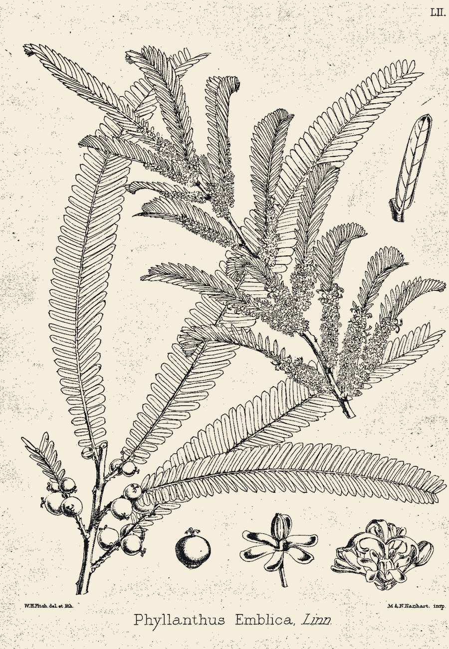 A vintage botanical plate of Aavla Powder, Indian Gooseberry.