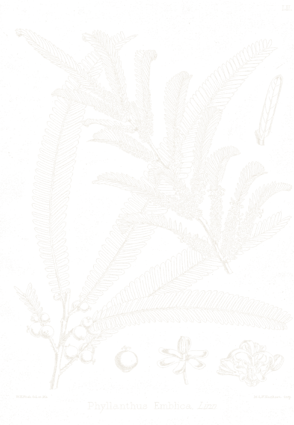 A botanical plate of Aavla Powder.