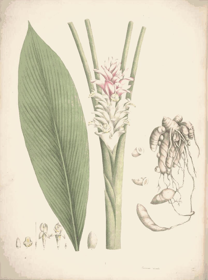 A vintage botanical plate of Ambe Halad.