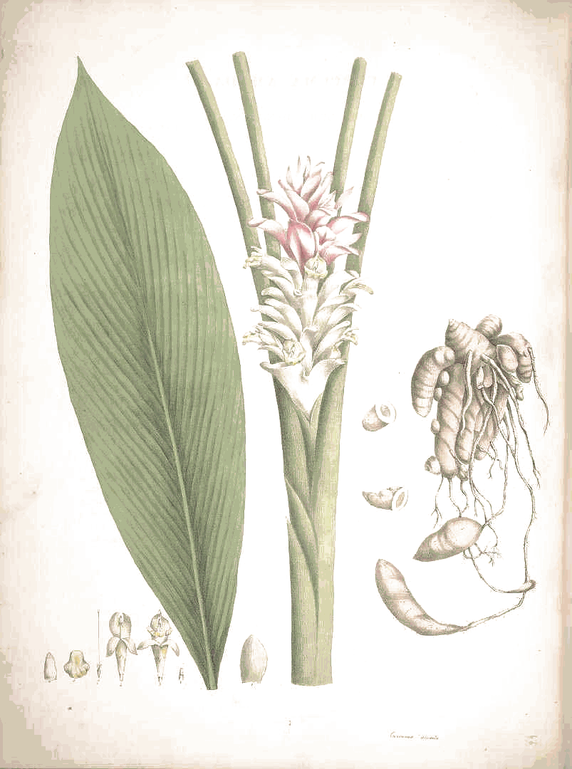 A botanical plate of Ambehalad.