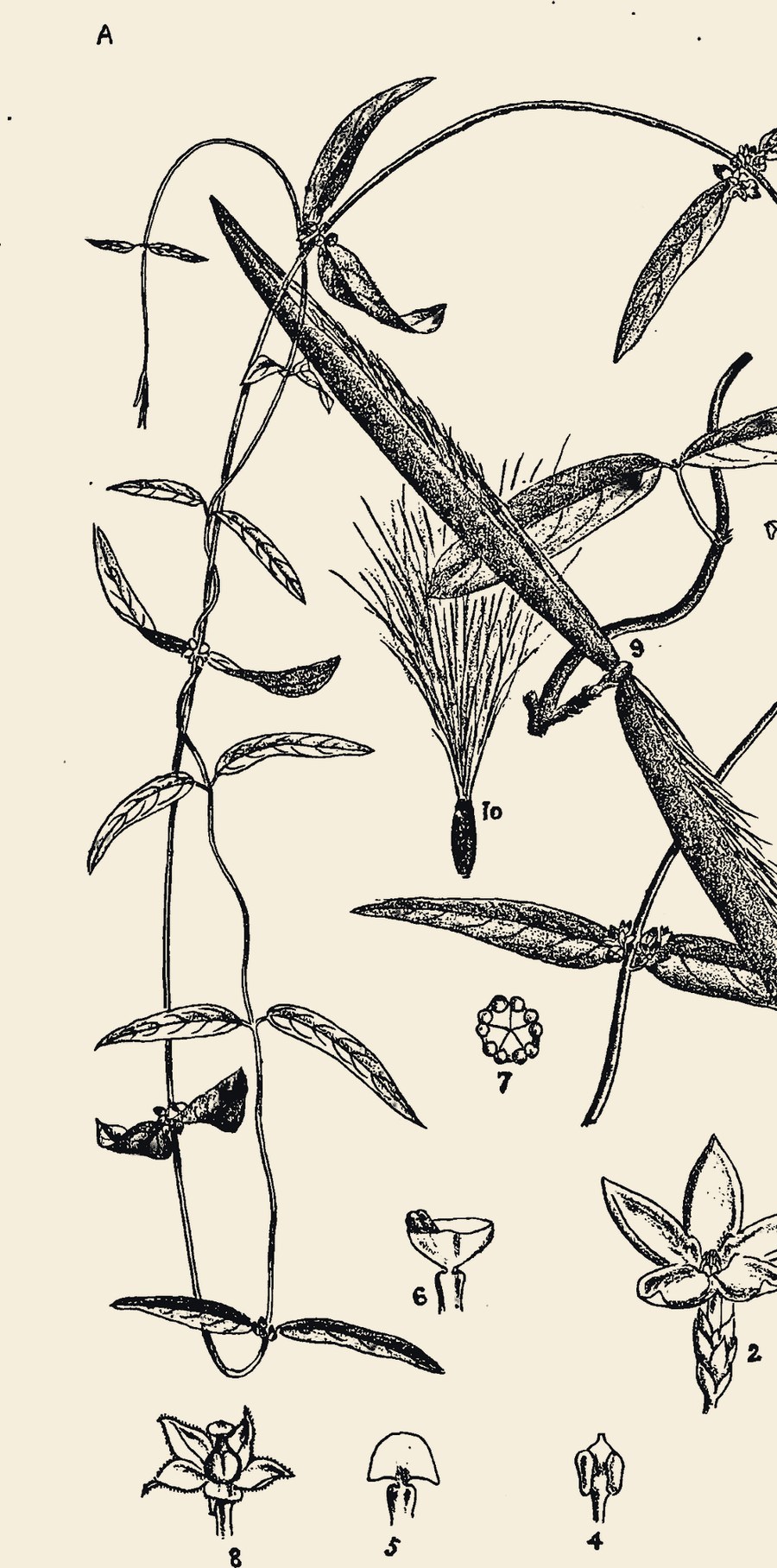 A vintage botanical plate of Anantmool.