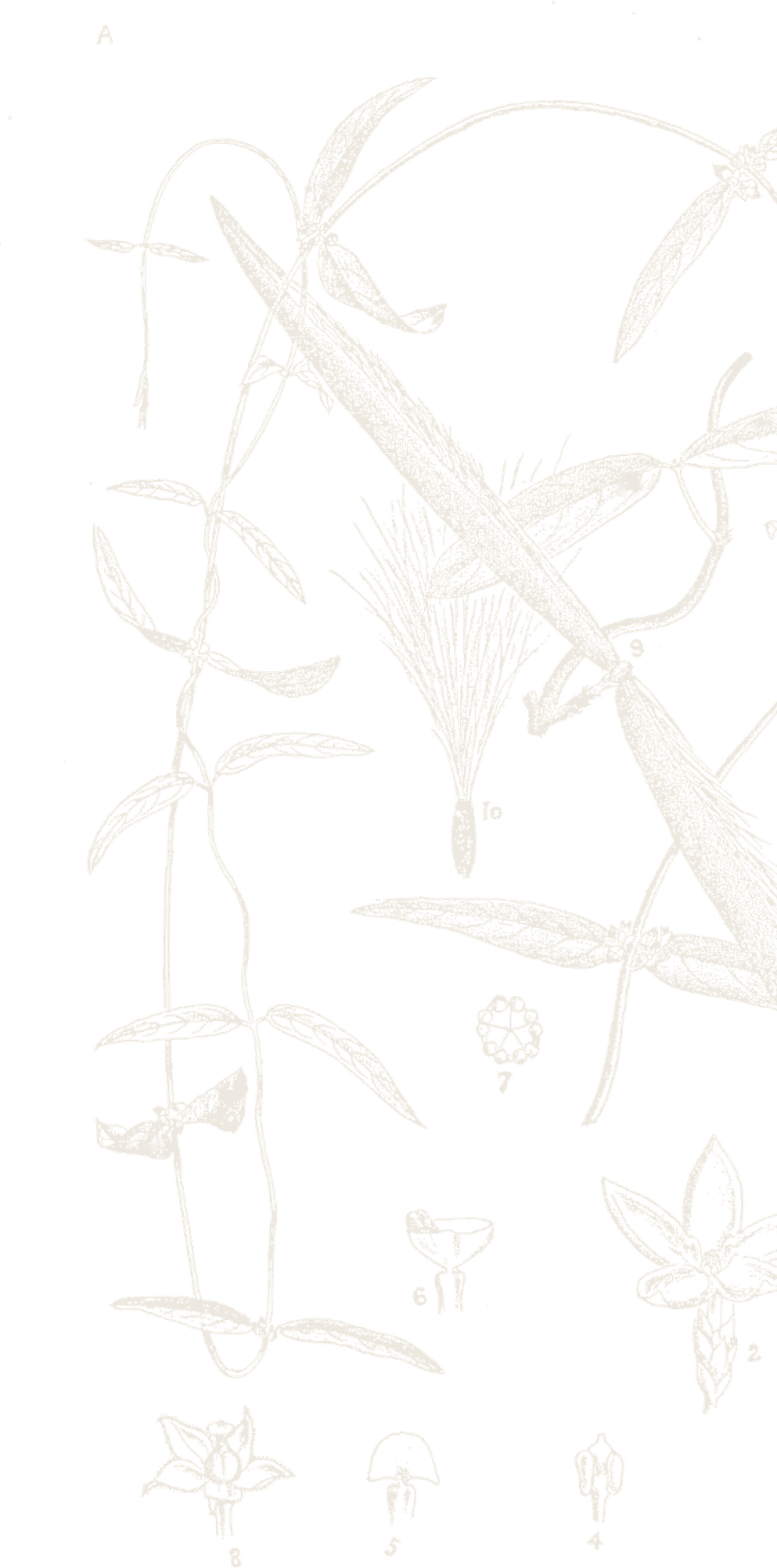 A botanical plate of Anant Mool Powder.