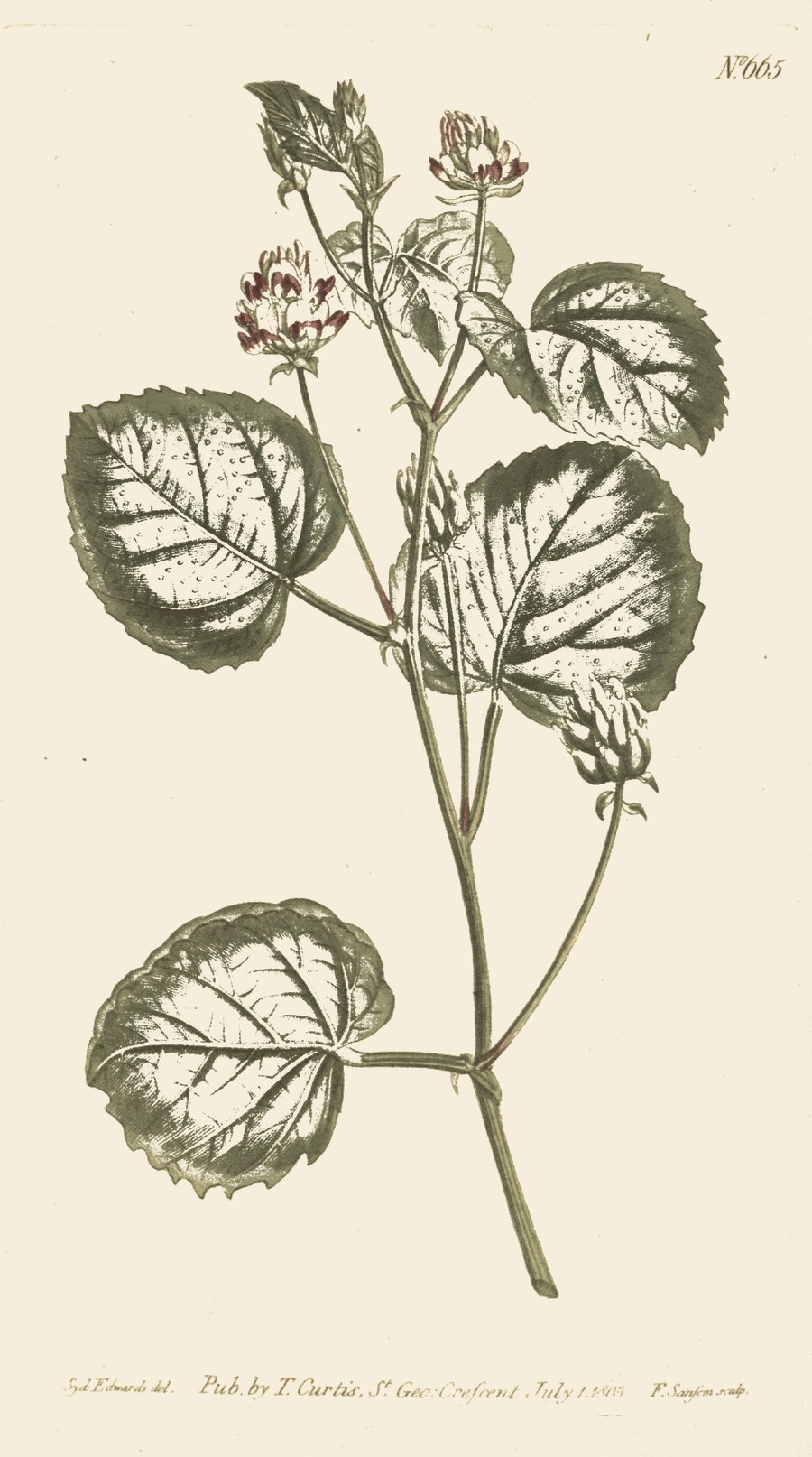 A vintage botanical plate of Bavachi.