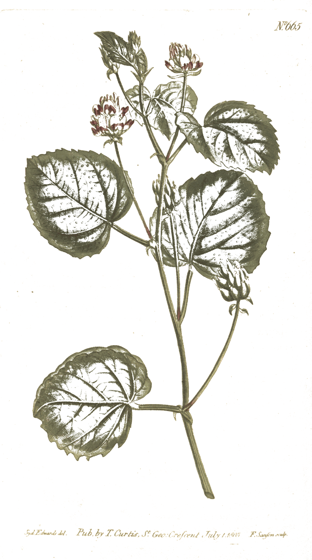 A botanical plate of Bavachi.