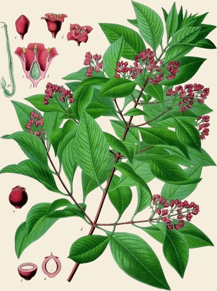 A vintage botanical plate of Chandan.