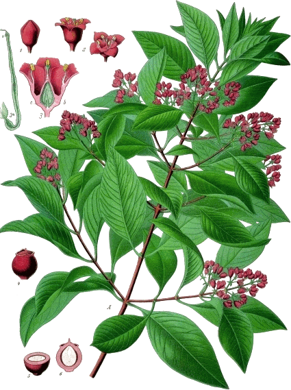 A botanical plate of Chandan Powder.
