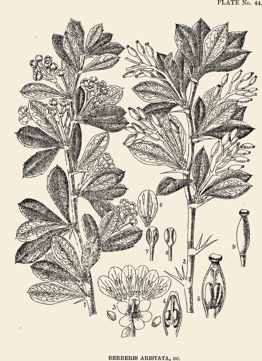 A vintage botanical plate of Daru Halad.