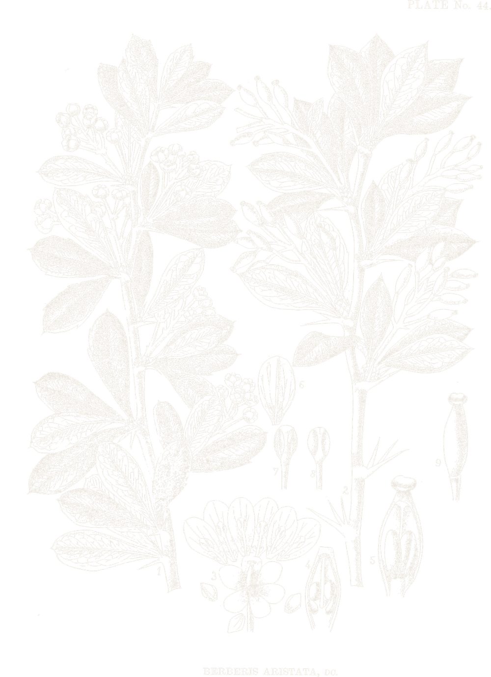 A botanical plate of Daruhalad.