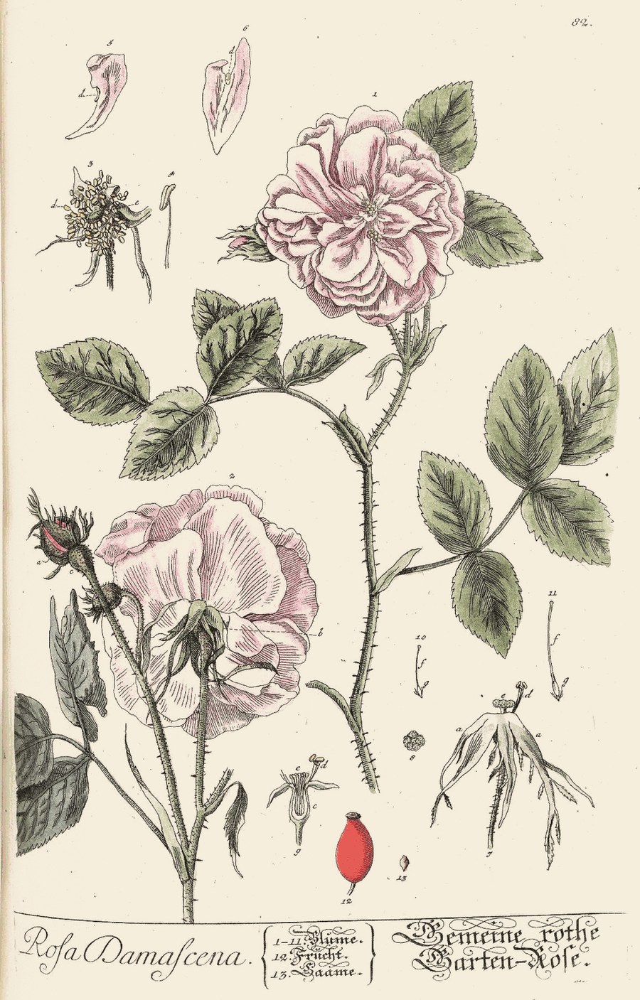 A vintage botanical plate of Gulab.