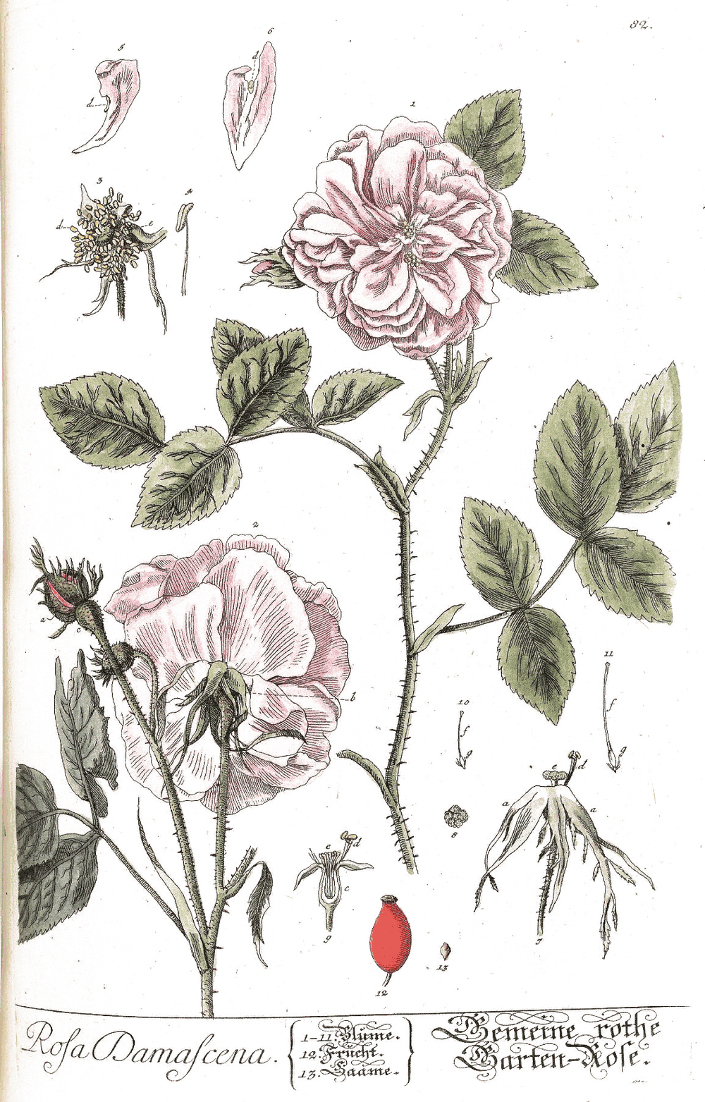 A botanical plate of Gulab Powder.