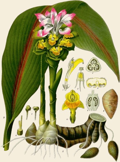 A vintage botanical plate of Kachora / Kashora.