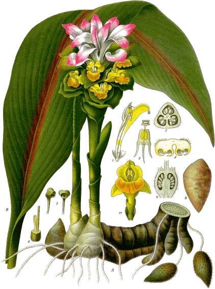 A botanical plate of Kachora.