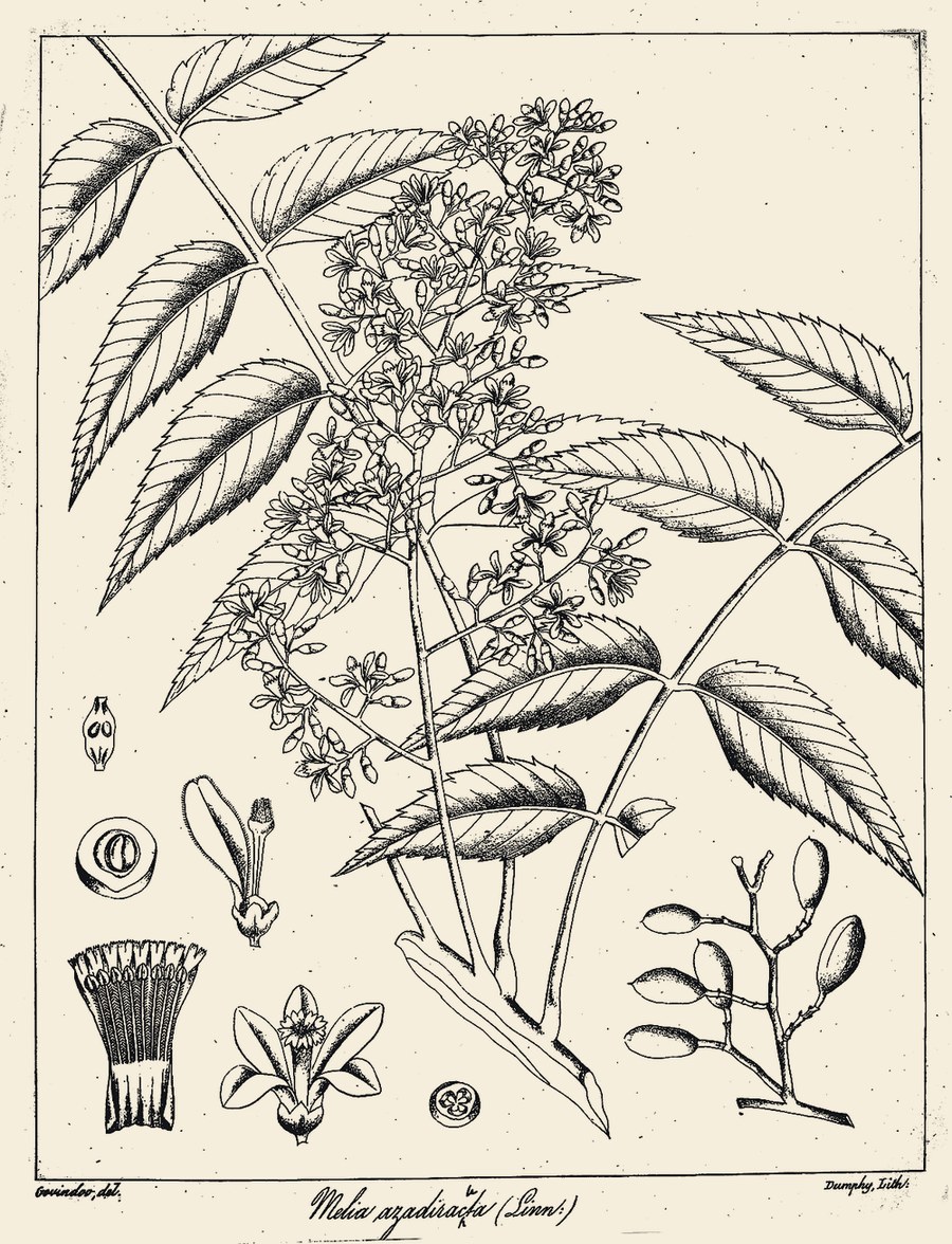 A vintage botanical plate of Kadulimb.
