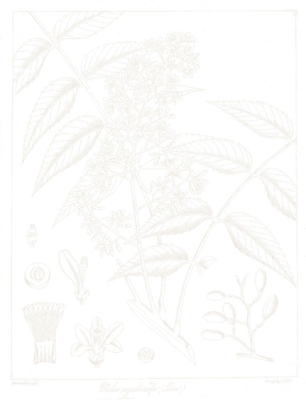A botanical plate of Kadulimb.
