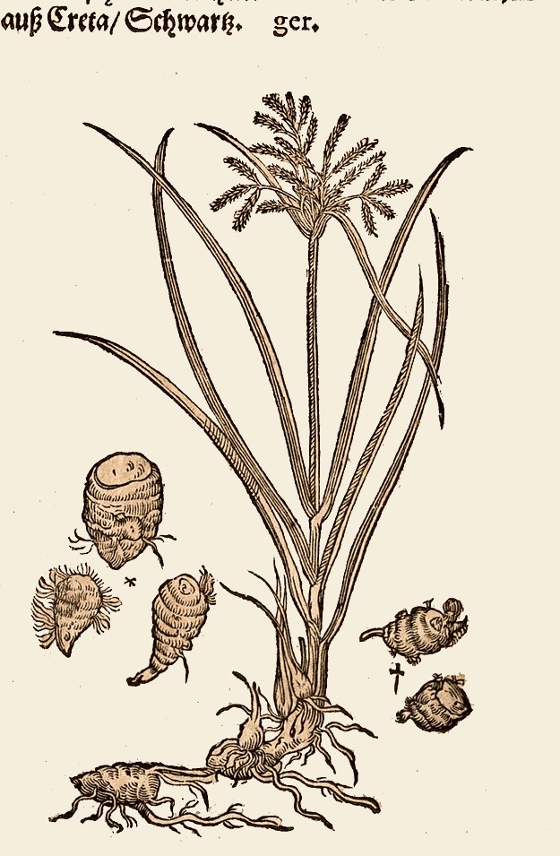 A vintage botanical plate of Nagarmotha.