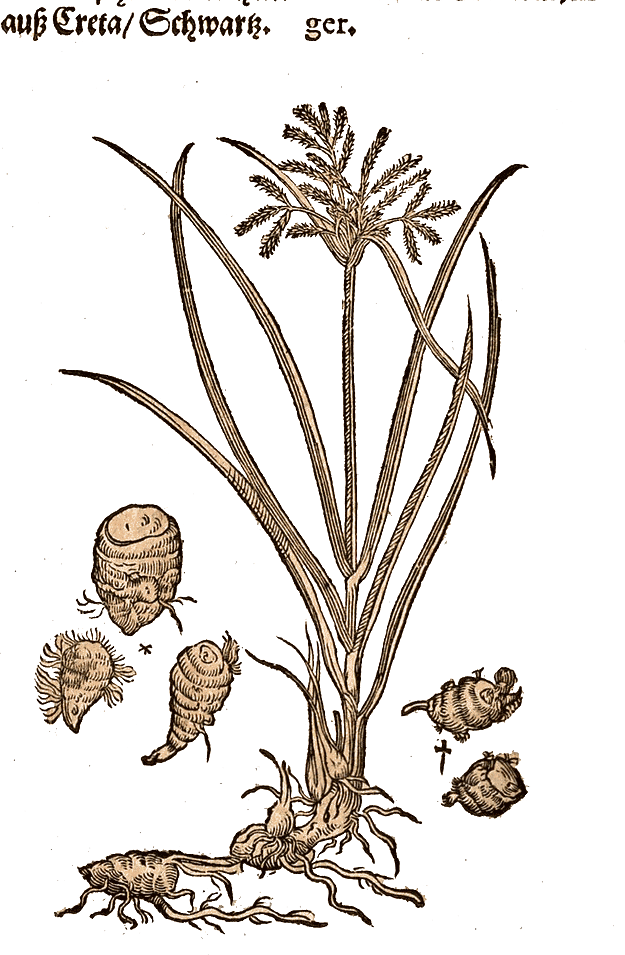 A botanical plate of Nagarmotha.