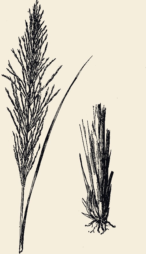 A vintage botanical plate of Wala.