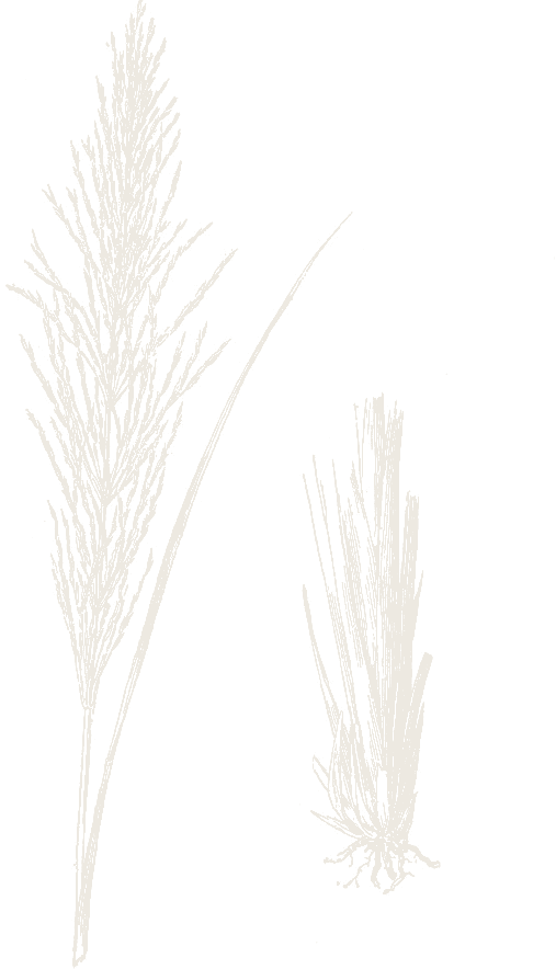 A botanical plate of Vala.